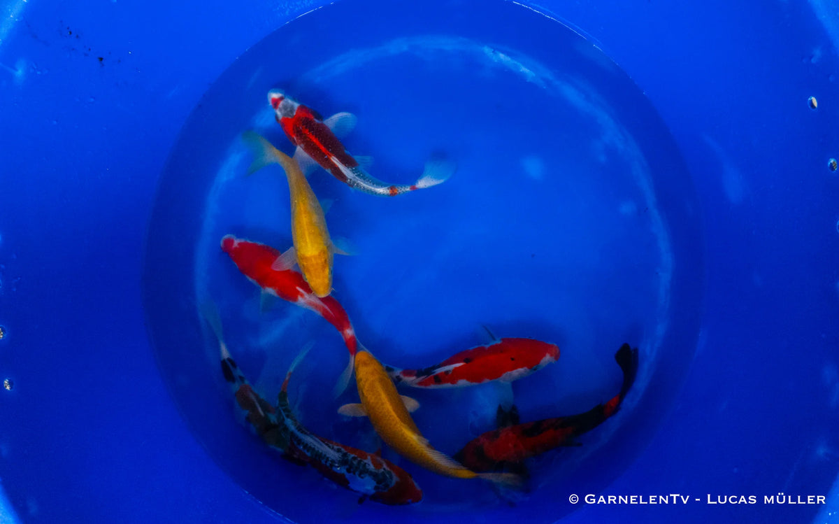 Japan Koi Hirasawa - Cyprinus Carpio (23-26 cm)