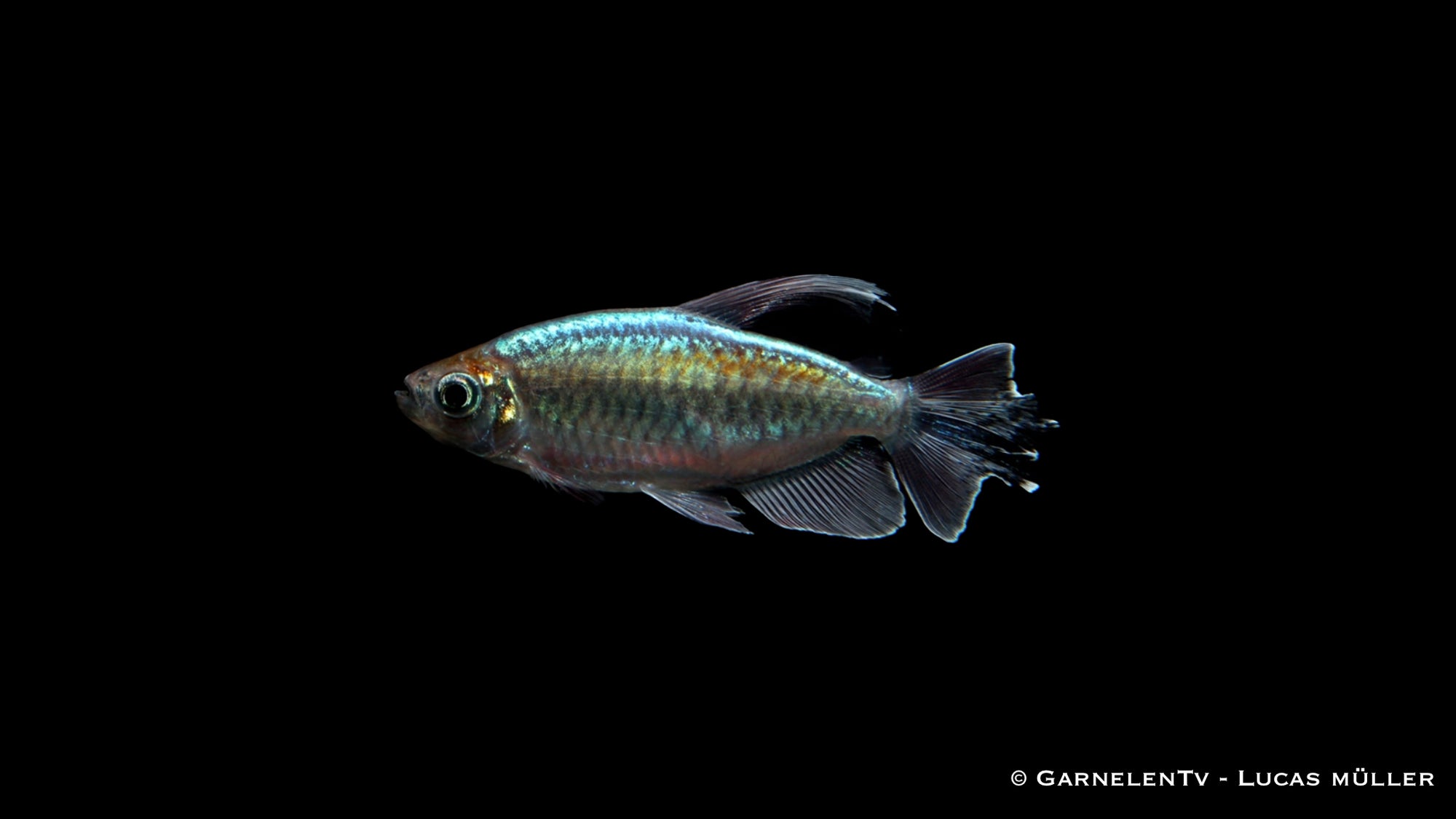 Kongosalmler (Phenacogrammus interruptus) aus deutscher Nachzucht