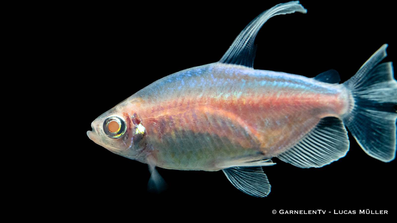 Kongosalmler Albino schwimmt im Aquarium