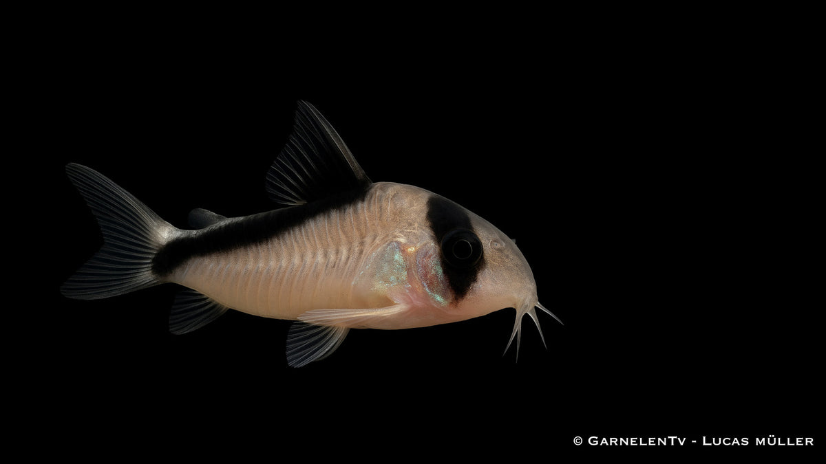 Kopfbindenpanzerwels - Hoplisoma melini
