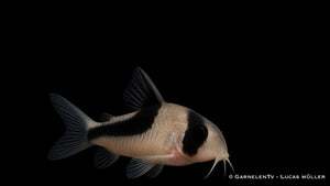 Kopfbindenpanzerwels - Hoplisoma melini