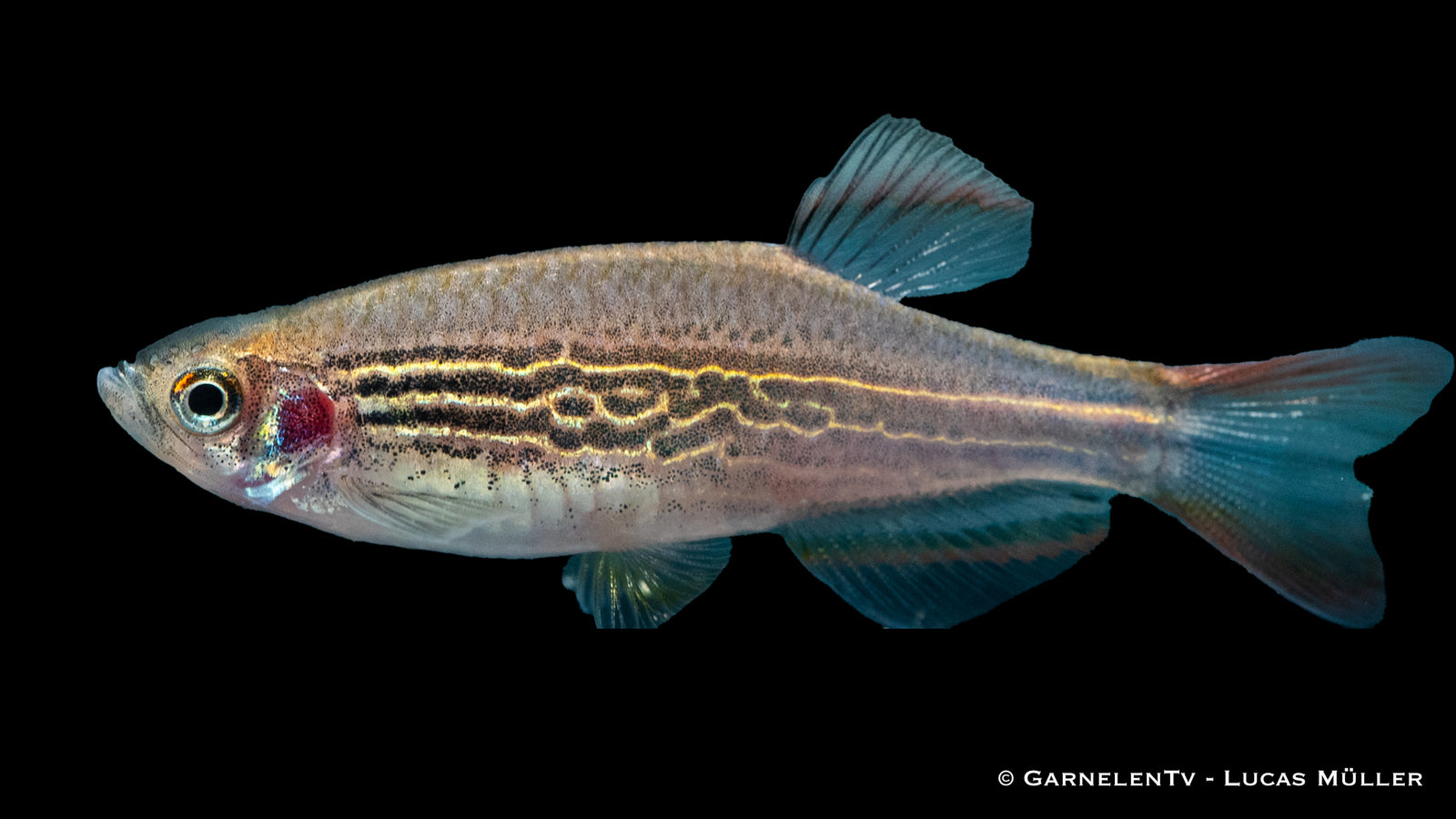 Kyathitbärbling (Danio kyathit) – roter Zebrabärbling im Aquarium
