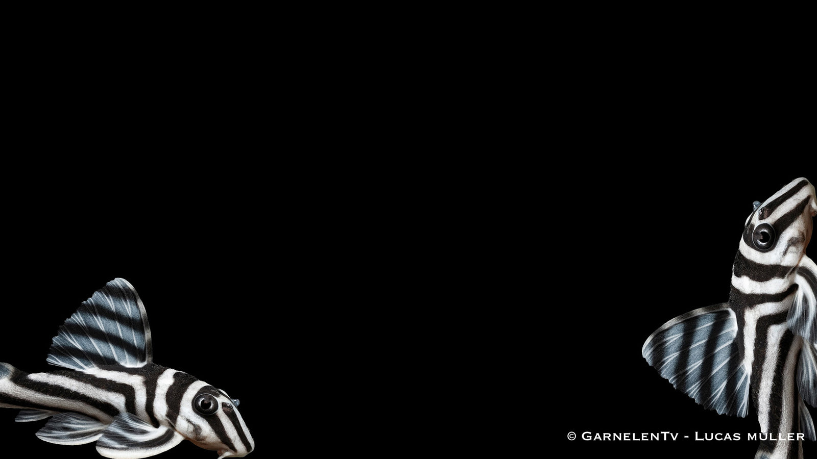 L46 Zebra Harnischwels - Hypancistrus zebra