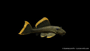 L 047 Magnum Pleco - Baryancistrus chrysolomus