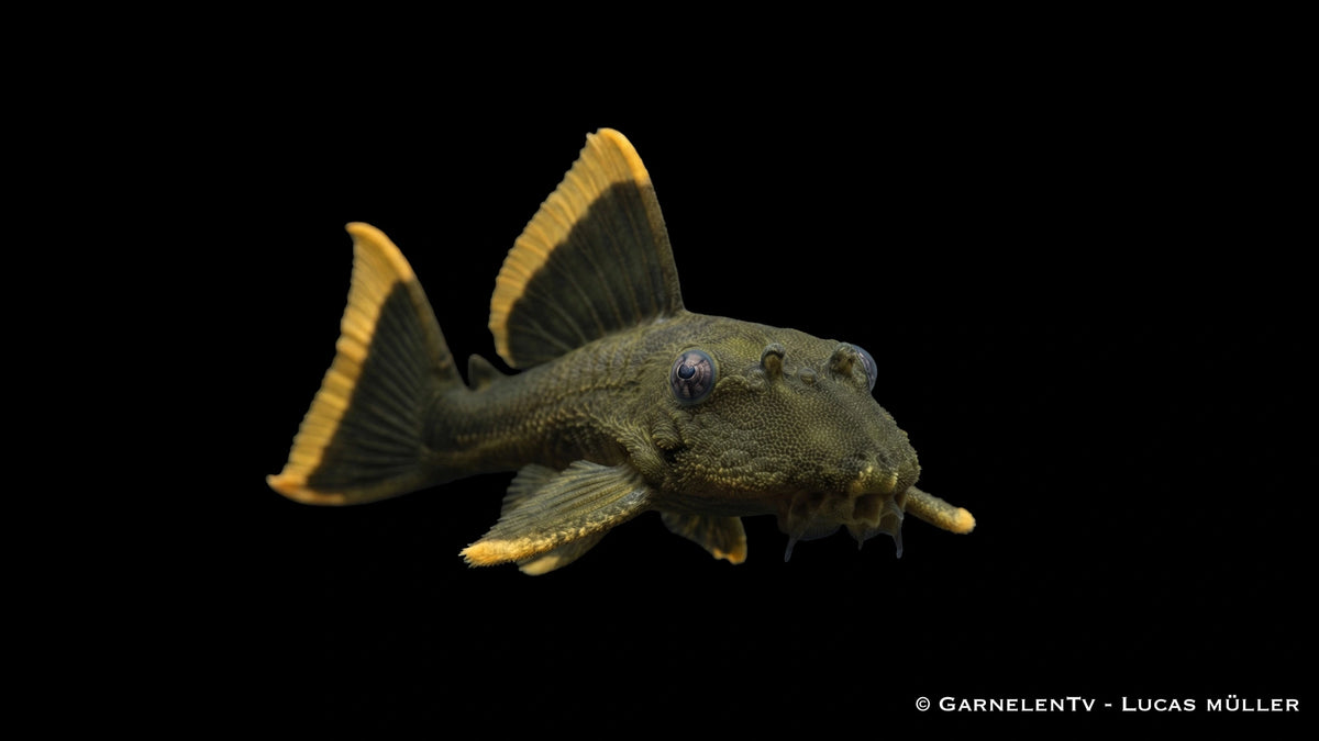 L 047 Magnum Pleco - Baryancistrus chrysolomus