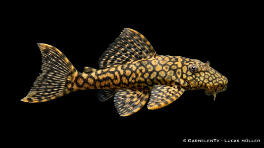 L 089 Honeycomb Ancistrus spec. mit wabenartiger Zeichnung, dunkler Grundfarbe und typischer Saugwels Form im Süßwasseraquarium