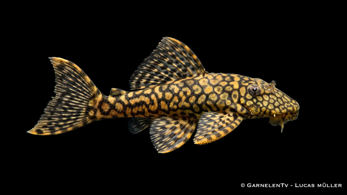 L 089 Honeycomb Ancistrus spec. mit wabenartiger Zeichnung, dunkler Grundfarbe und typischer Saugwels Form im Süßwasseraquarium