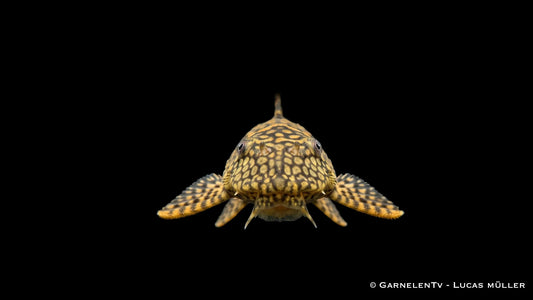 Ancistrus spec. Honeycomb als besonderer L Wels mit feinem Honigwaben Muster, breitem Kopf und ruhiger Haltung auf Holz oder Stein