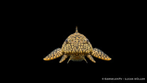 Ancistrus spec. Honeycomb als besonderer L Wels mit feinem Honigwaben Muster, breitem Kopf und ruhiger Haltung auf Holz oder Stein