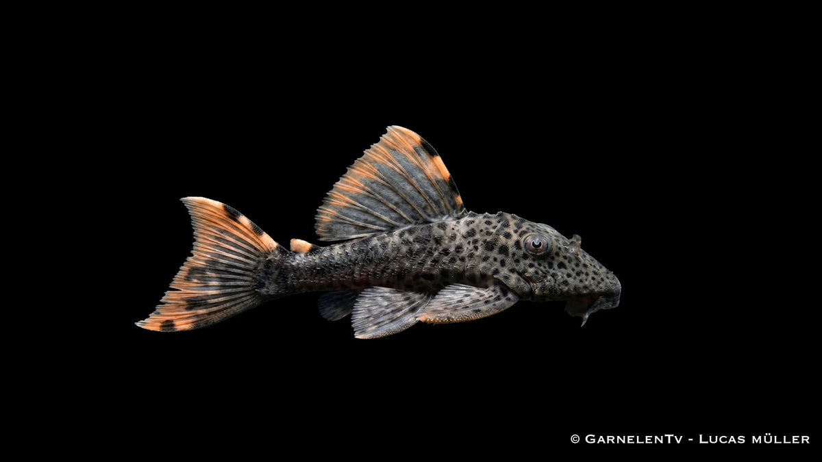 L 091 Orangesaum Rüsselzahnwels im Aquarium mit dunkler Grundfarbe, leuchtenden Flossenrändern