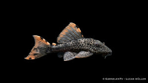 L 091 Orangesaum Rüsselzahnwels im Aquarium mit dunkler Grundfarbe, leuchtenden Flossenrändern