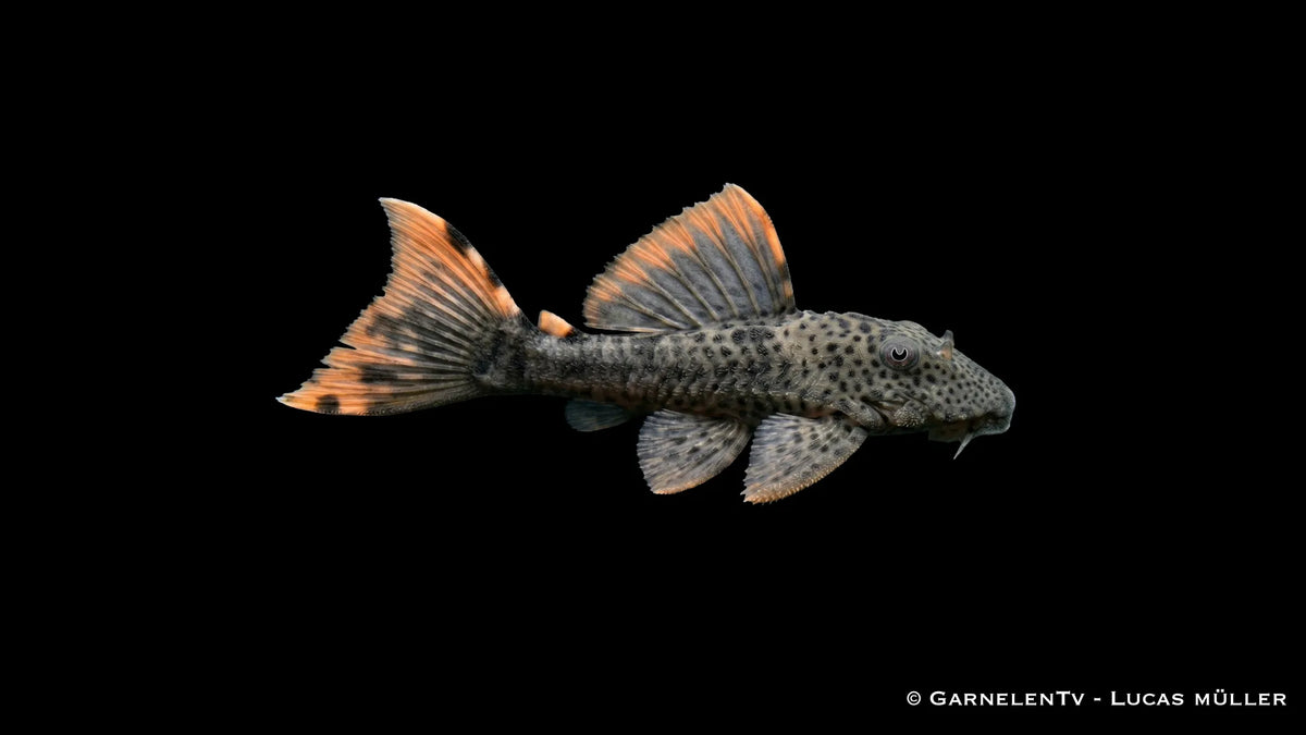 L 091 Orangesaum Rüsselzahnwels Leporacanthicus triactis mit dunklem Körper, orangefarbenem Flossensaum und markanter Saugwels Form im Aquarium