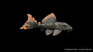 L 091 Orangesaum Rüsselzahnwels Leporacanthicus triactis mit dunklem Körper, orangefarbenem Flossensaum und markanter Saugwels Form im Aquarium