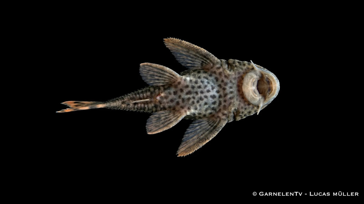 L 091 Orangesaum Rüsselzahnwels im Aquarium mit dunkler Grundfarbe, leuchtenden Flossenrändern