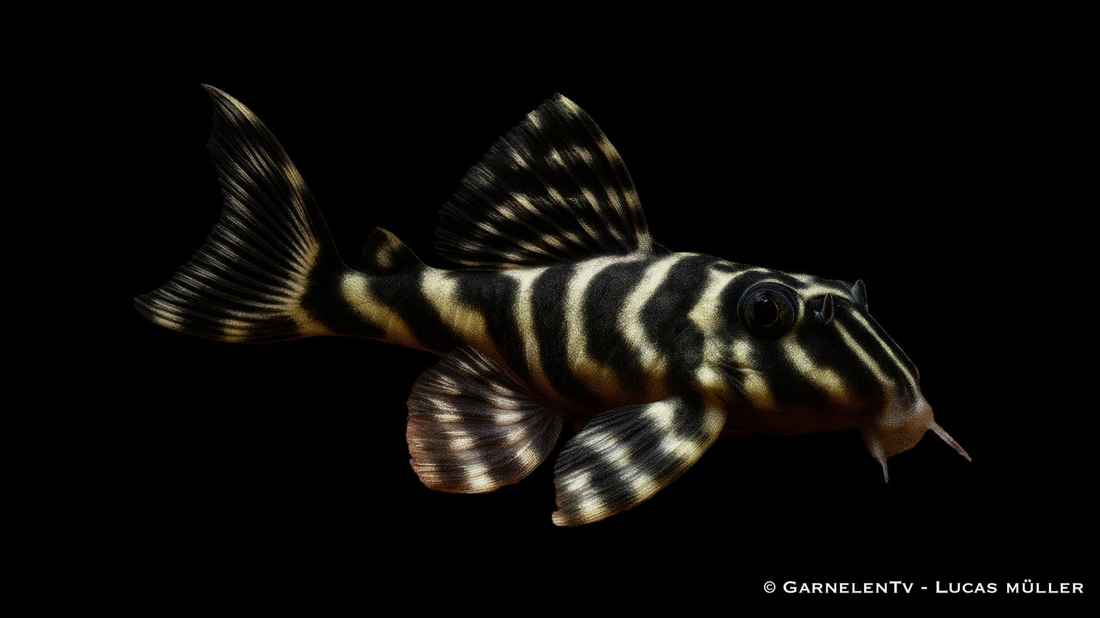 L129 Kolumbianischer Zebrawels - Hypancistrus debilittera