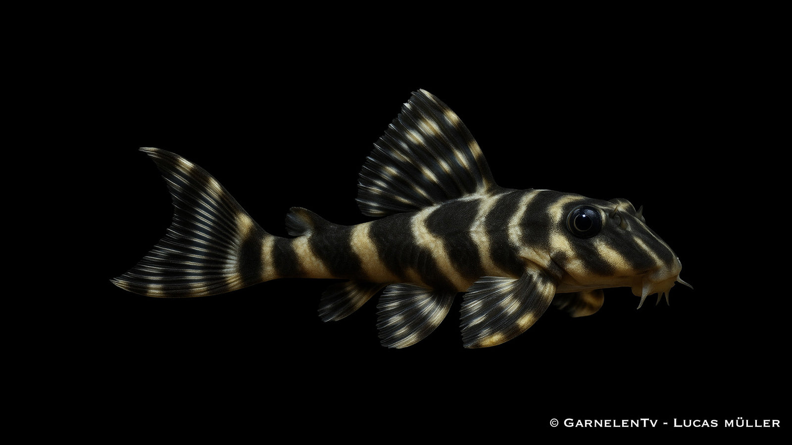 L129 Kolumbianischer Zebrawels - Hypancistrus debilittera