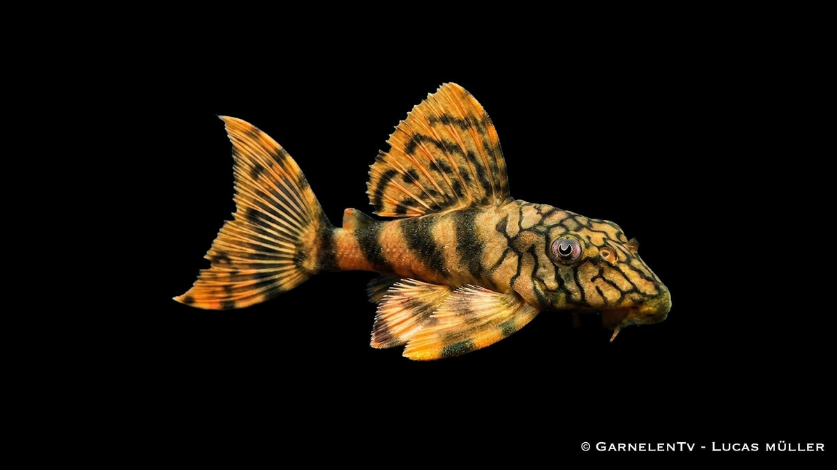 L135 Wurmlinien Zwerg Peckoltia Peckoltia sp. in einem bepflanzten Aquarium