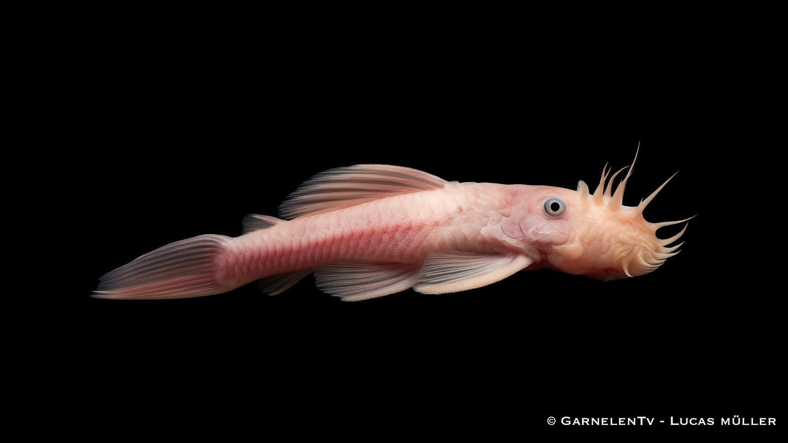 L 144 Snow White Antennenwels - Ancistrus spec.