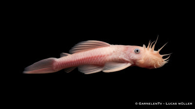 L 144 Snow White Antennenwels - Ancistrus spec.