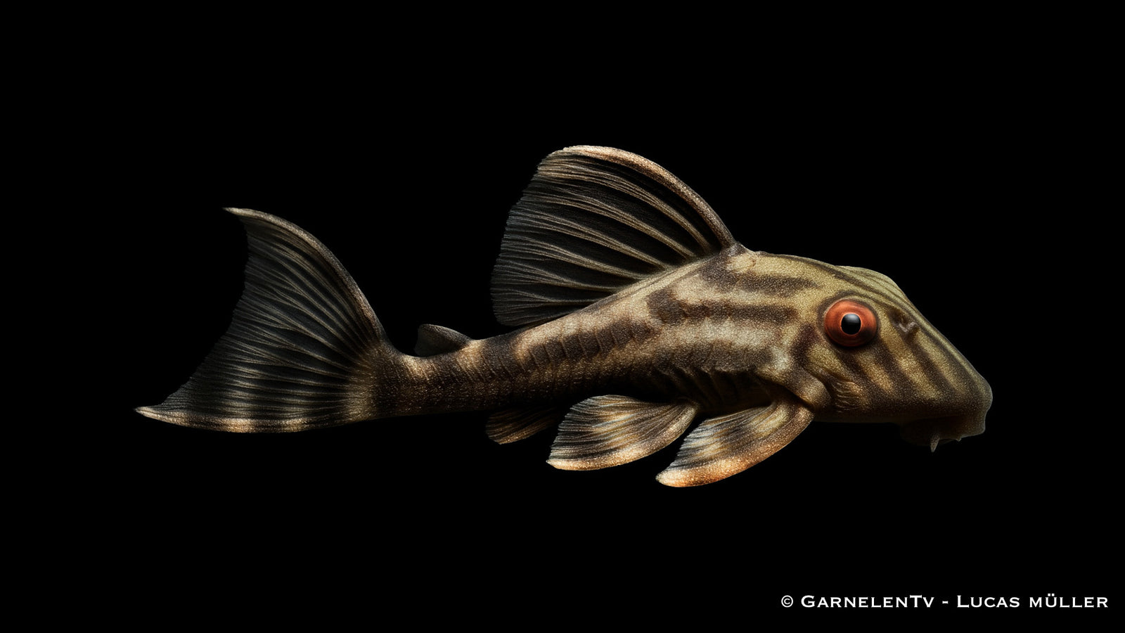 L 190 Wels - Panaque cf. nigrolineatus