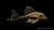L 190 Wels - Panaque cf. nigrolineatus