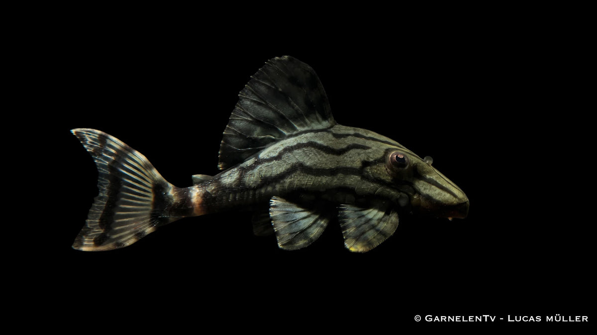 L 191 Royal Plecostomus - Panaque spec. Harnischwels