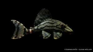 L 191 Royal Plecostomus - Panaque spec. Harnischwels