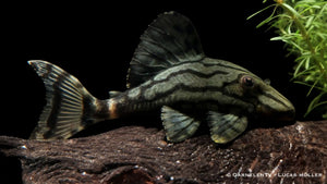 L 191 Royal Plecostomus - Panaque spec. Harnischwels