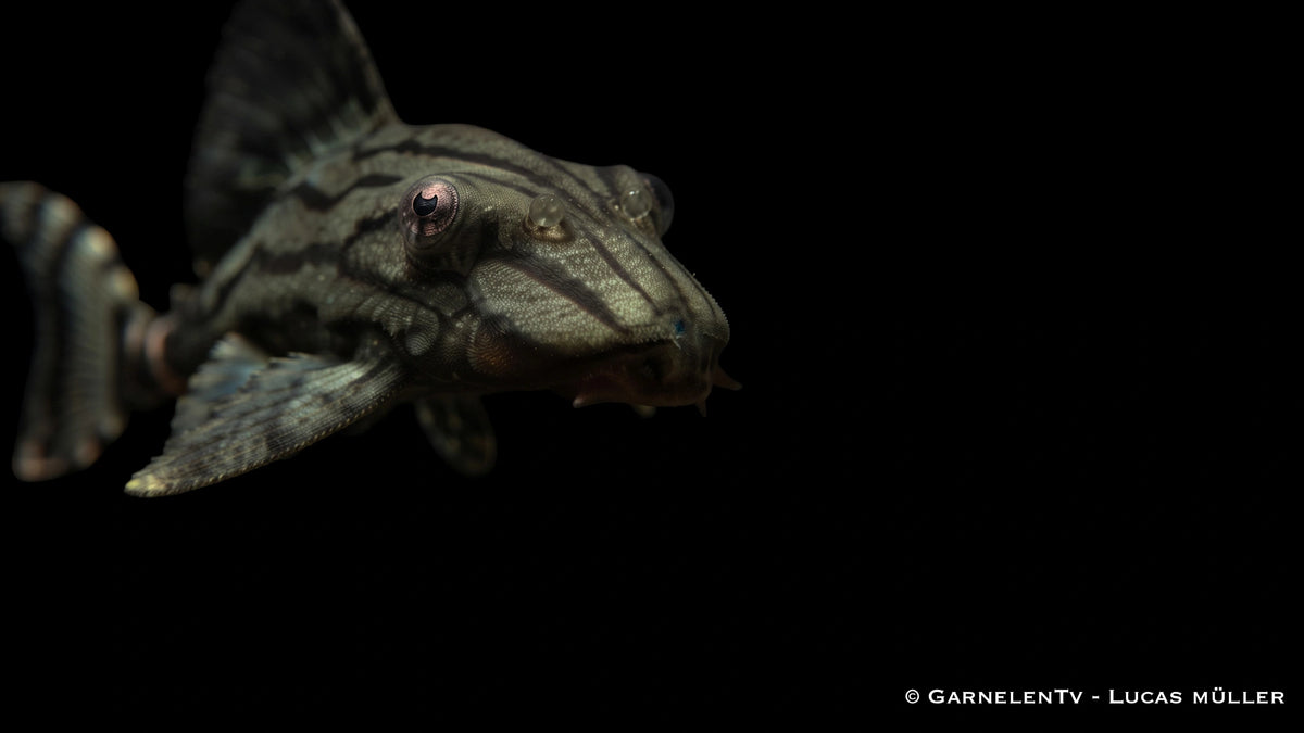 L 191 Royal Plecostomus - Panaque spec. Harnischwels