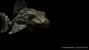L 191 Royal Plecostomus - Panaque spec. Harnischwels