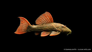 Pseudacanthicus pitanga als besonderer L Wels mit markanter Panzerung, breitem Kopf und auffälligen Rotflossen für große Aquarien