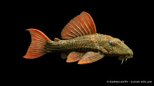 L 24 Rotflossen Kaktuswels Pseudacanthicus pitanga mit dunklem Körper, roten Flossen und kräftiger Stachelwels Optik im Süßwasseraquarium