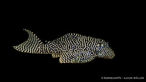 L 260 -  Queen Arabesque Harnischwels im Aquarium auf Sandboden