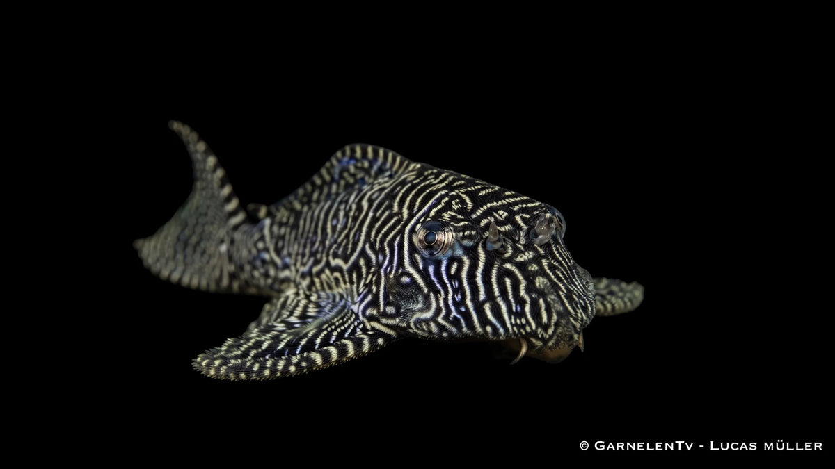 L 260 -  Queen Arabesque Harnischwels vorne guckend