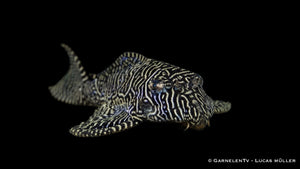 L 260 -  Queen Arabesque Harnischwels vorne guckend