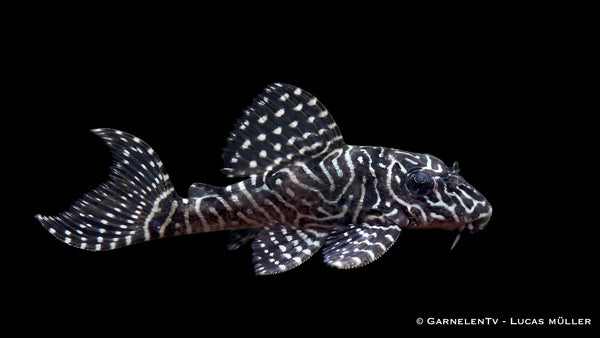 L 260 -  Queen Arabesque Harnischwels