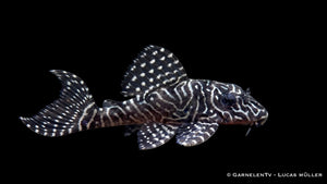 L 260 -  Queen Arabesque Harnischwels