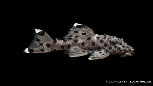 L 264 - Leporacanthicus joselimai Harnischwels