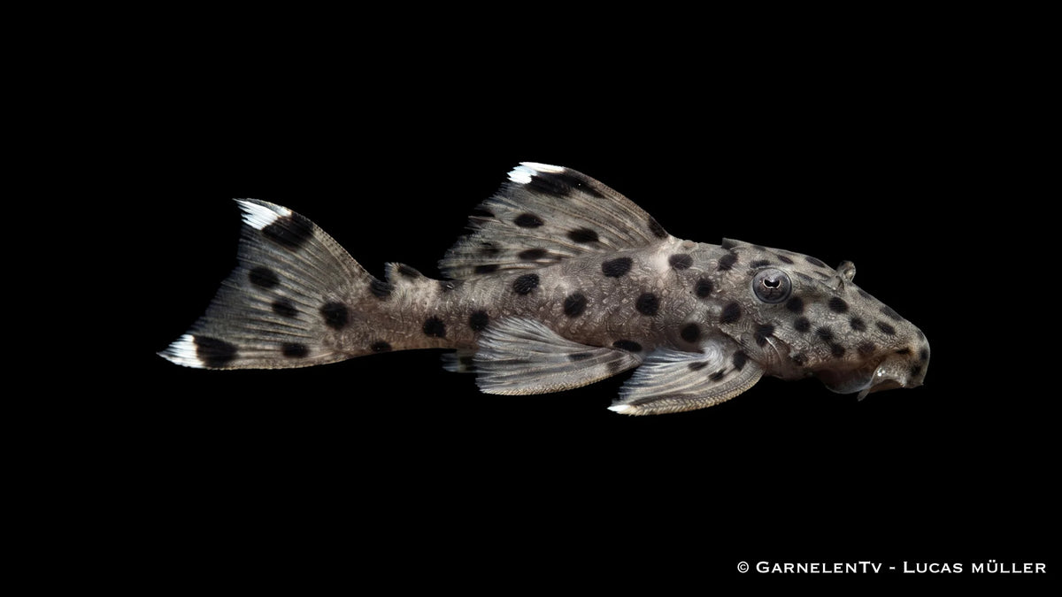 L 264 - Leporacanthicus joselimai Harnischwels