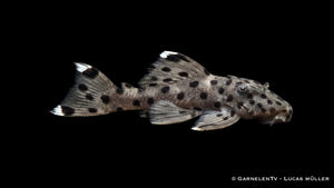 L 264 - Leporacanthicus joselimai Harnischwels