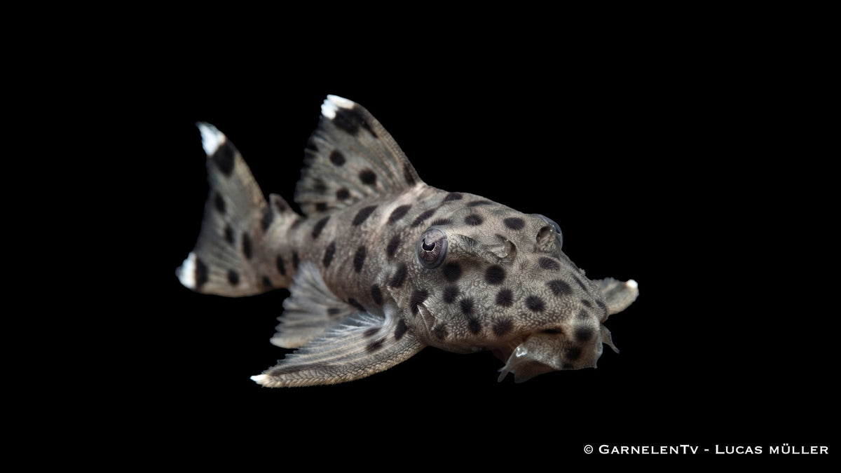 L 264 - Leporacanthicus joselimai Harnischwels