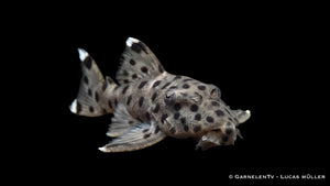 L 264 - Leporacanthicus joselimai Harnischwels