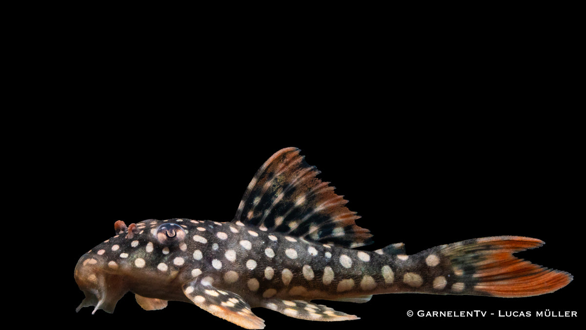 L14 Sonnenwels  - Scobinancistrus aureatus ( 5-6 cm)