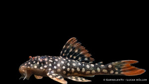 L14 Sonnenwels  - Scobinancistrus aureatus ( 5-6 cm)