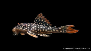 L14 Sonnenwels  - Scobinancistrus aureatus ( 5-6 cm)