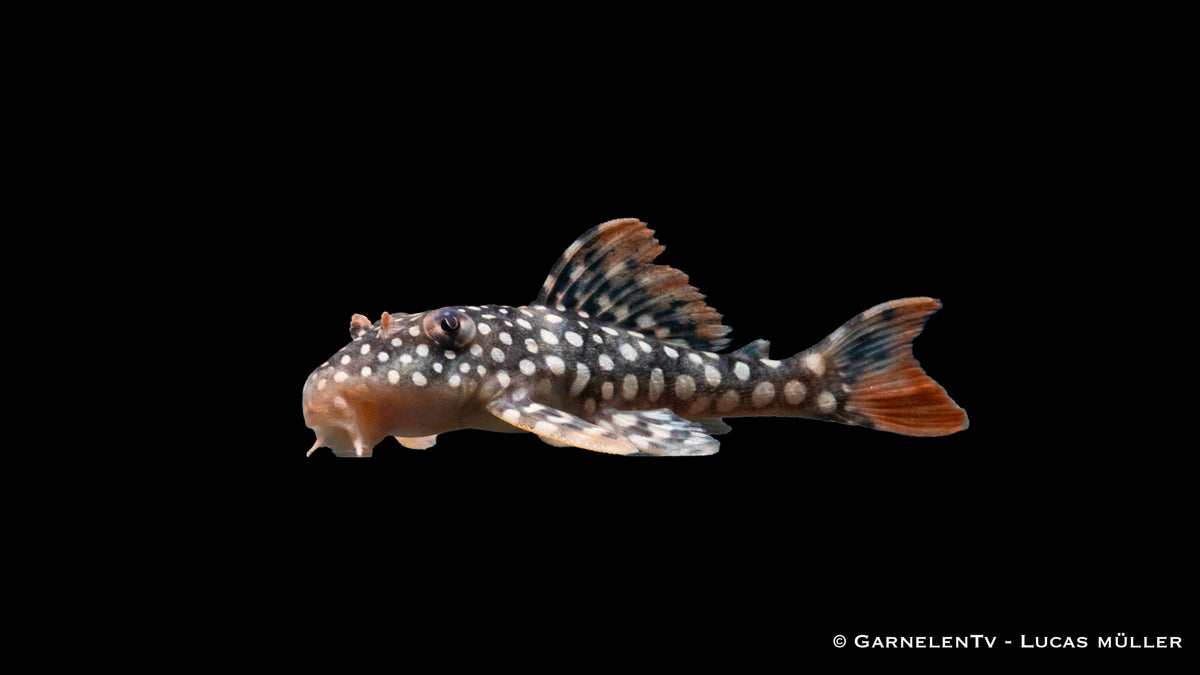 L14 Sonnenwels  - Scobinancistrus aureatus ( 5-6 cm)