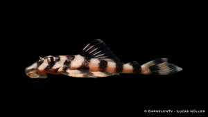 L168 Butterfly Pleco  - Zonancistrus brachyurus - DNZ (5 cm)