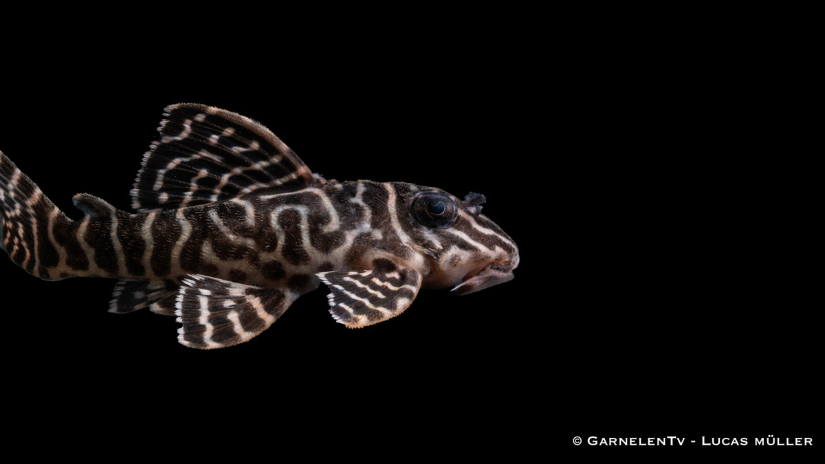 L66 King Tiger Pleco - Hypancistrus spec. - DNZ (4-6 cm)