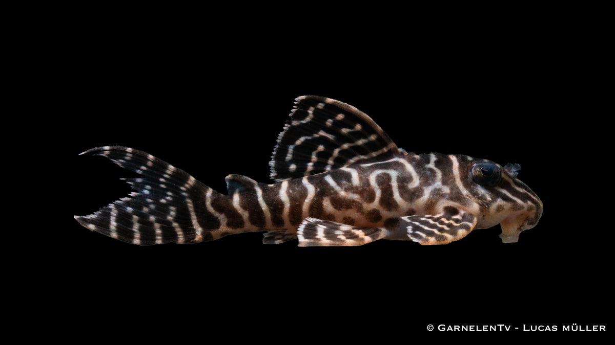 L66 King Tiger Pleco - Hypancistrus spec. - DNZ (4-6 cm)