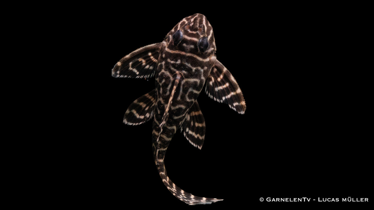 L66 King Tiger Pleco - Hypancistrus spec. - DNZ (4-6 cm)